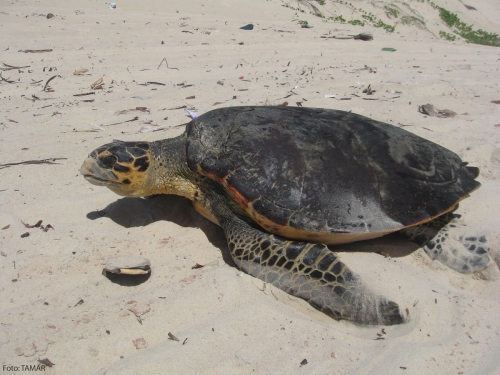 As tartarugas verdadeiras de Pipa (Eretmochelys Imbricata)