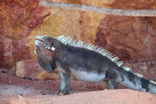 Iguana - Uma especie muito comÃºm no Nordeste Brasileiro