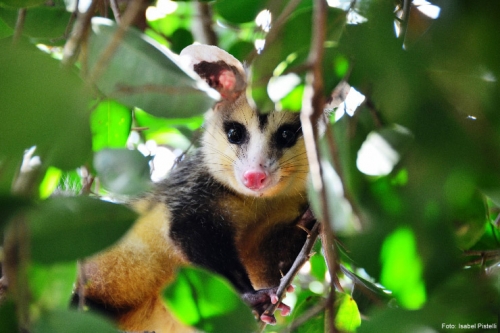 Timbu - Marsupial brasileiro