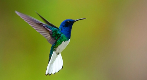 Beija-Flor - O passarinho mais visto na Pipa