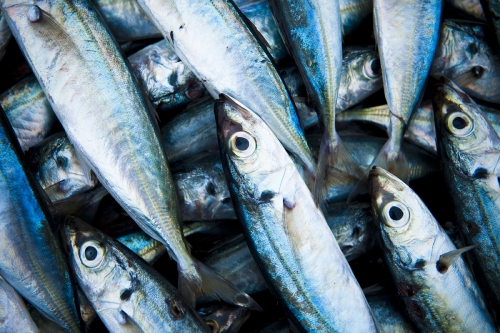 Pescados, um banquete nutricional.