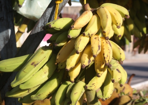 Banana - Types, benefits and recipes of this Brazilian delicacy