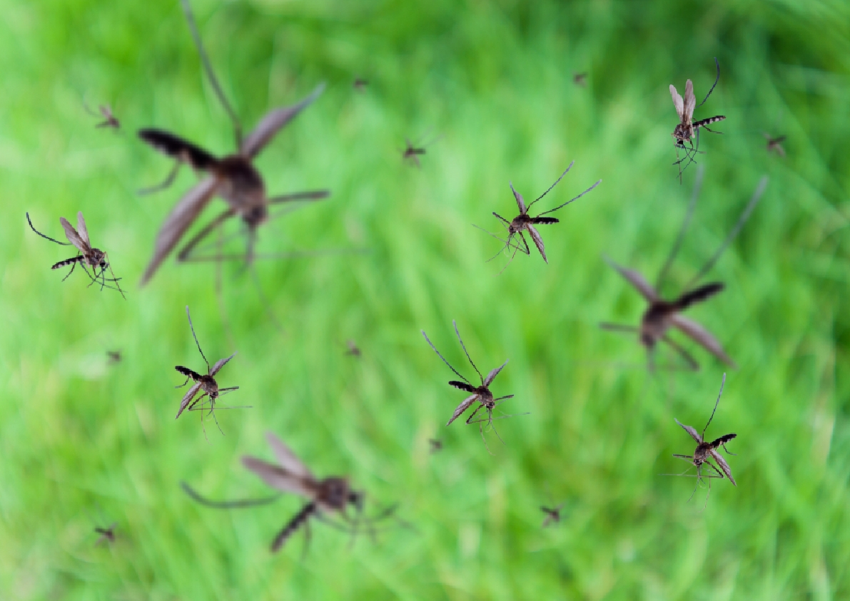 Dengue, la lucha es de todos.